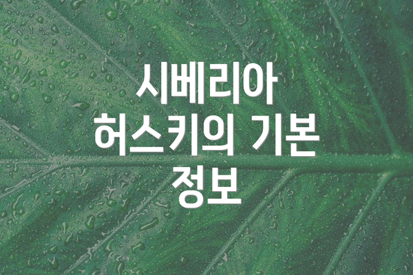 시베리아 허스키의 기본 정보